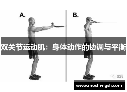 双关节运动肌：身体动作的协调与平衡